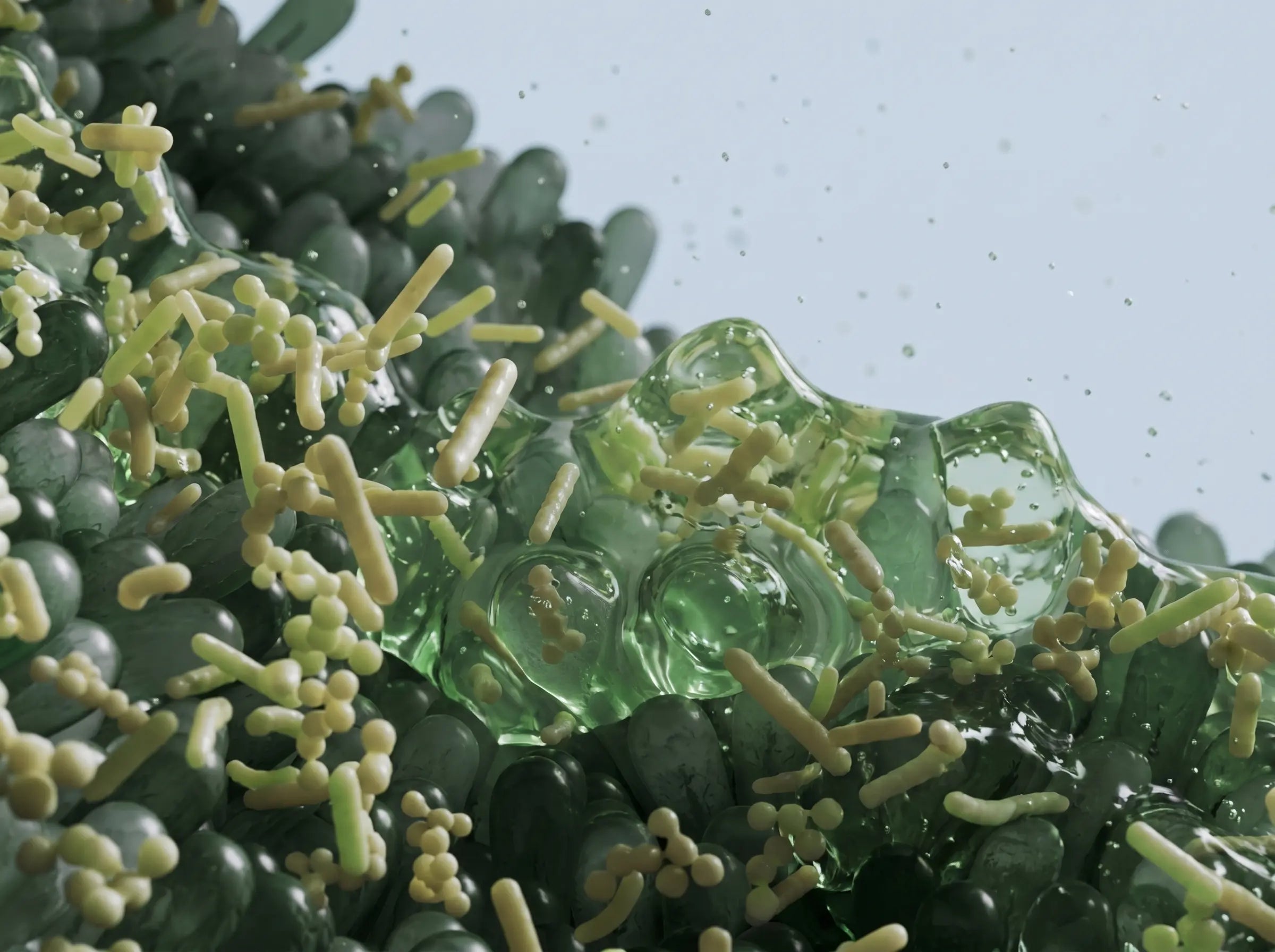 Bacteria